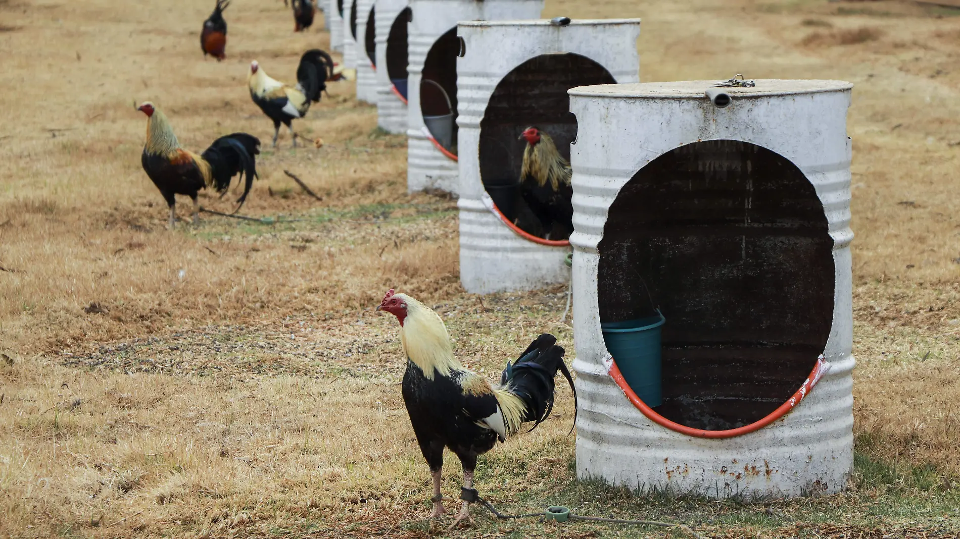 GALLOS Y POLLOS_JGS_57